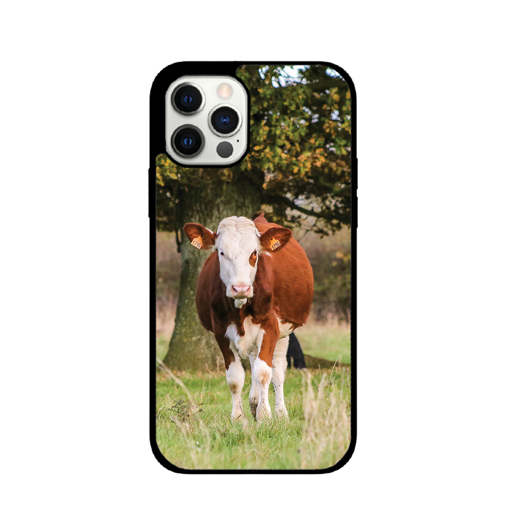 Dairy Cow Shell