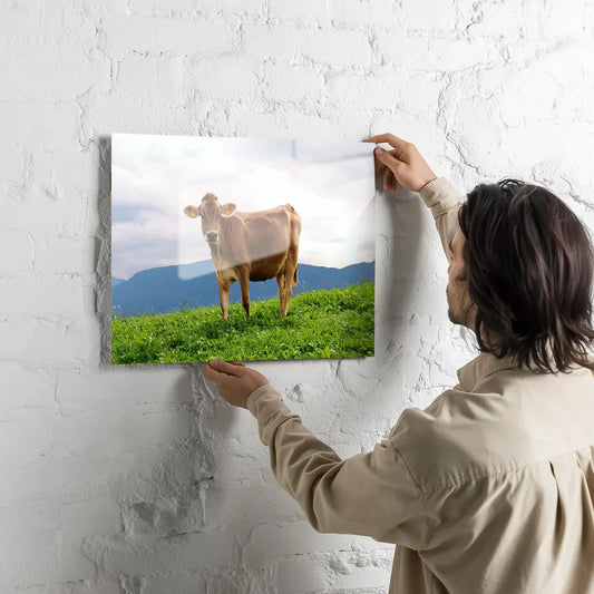 Poster métallique - Vache Brunes des Alpes