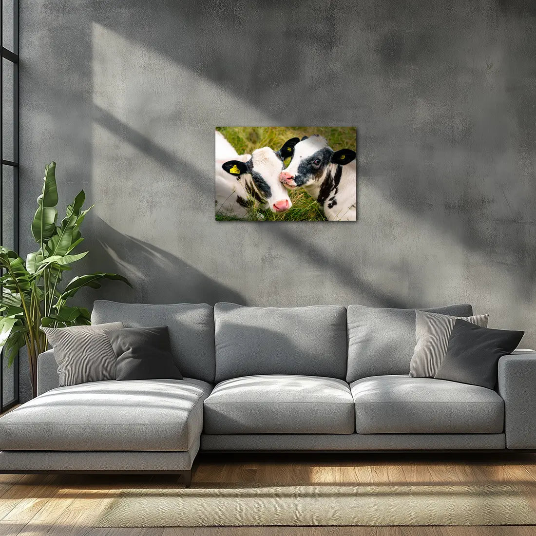 Poster métallique - Veaux Prim'Holstein