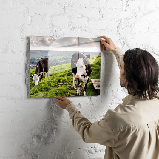 Poster métallique - Vaches Prim'Holstein