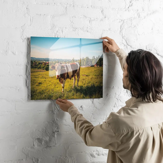 Poster métallique - Vache Simmental