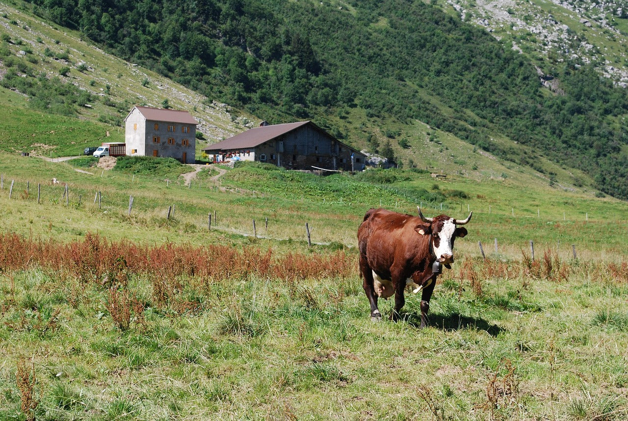Vache Abondance