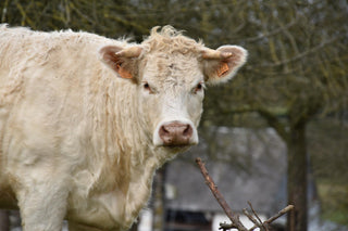 Vache Charolaise