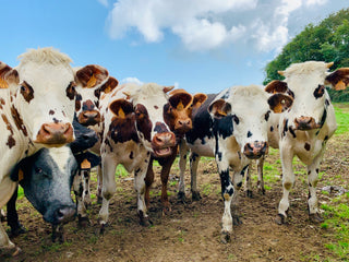 Vache Normande