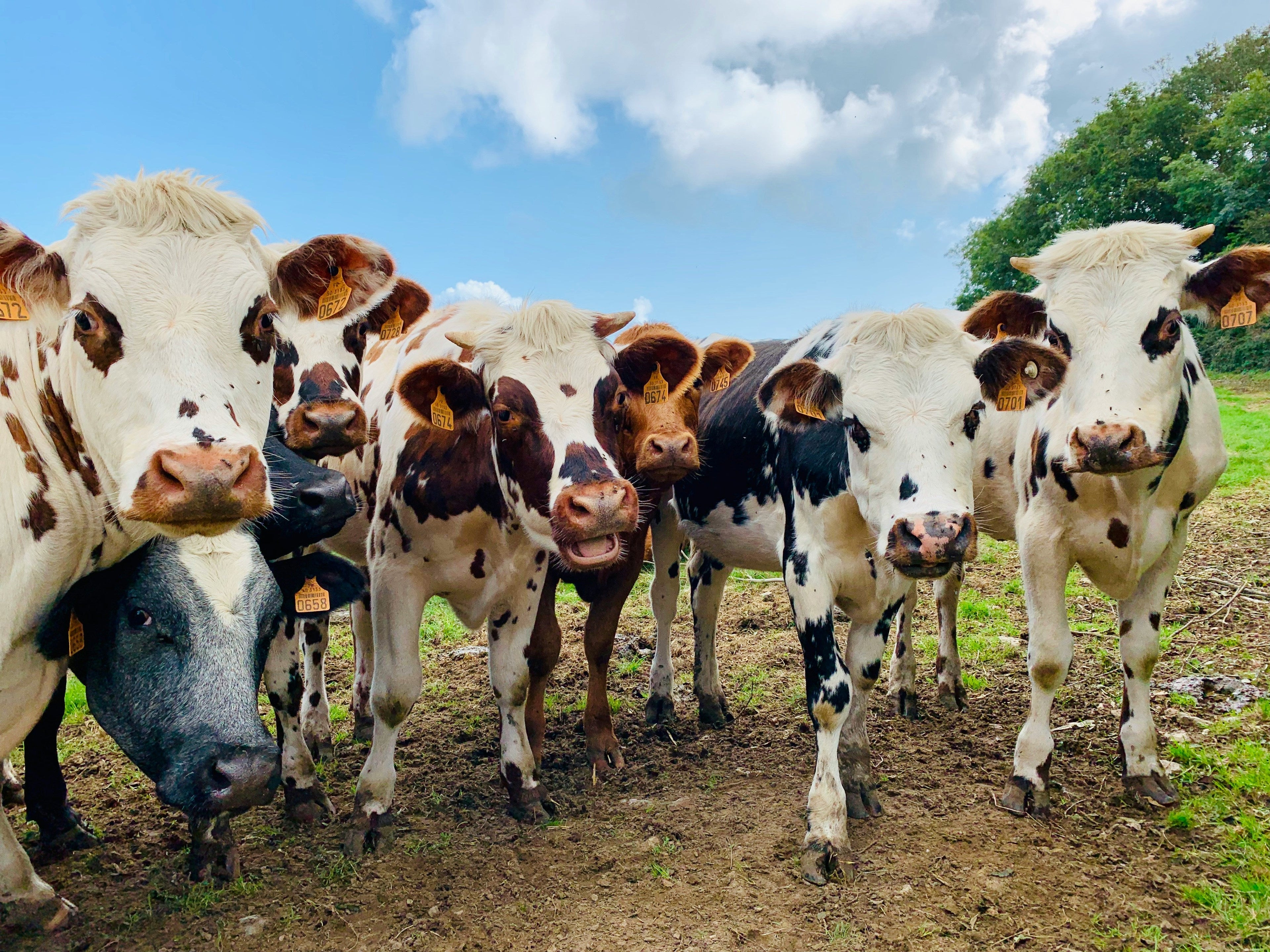 Vache Normande