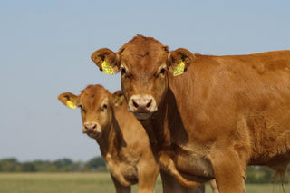 Vache Limousine