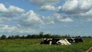 Vache Prim Holstein