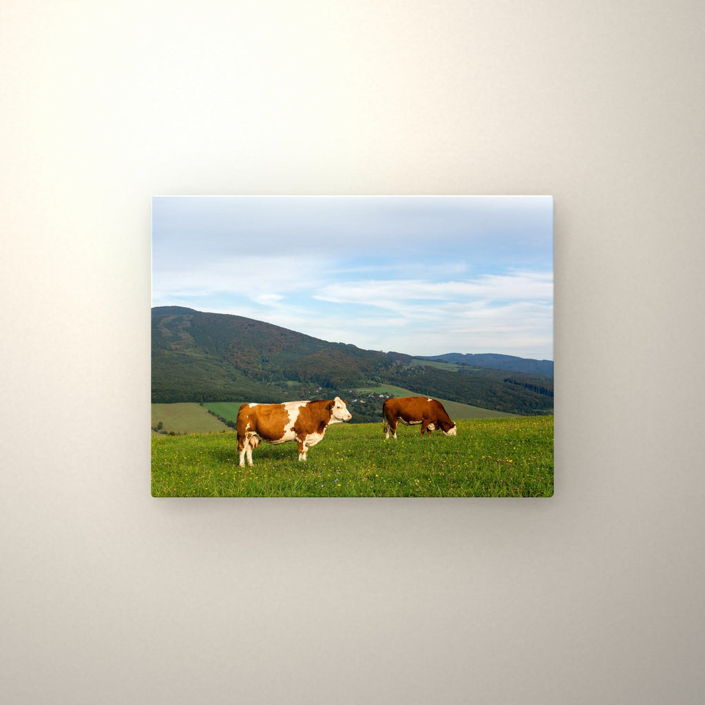 Poster métallique Vaches Simmental — accroché au mur