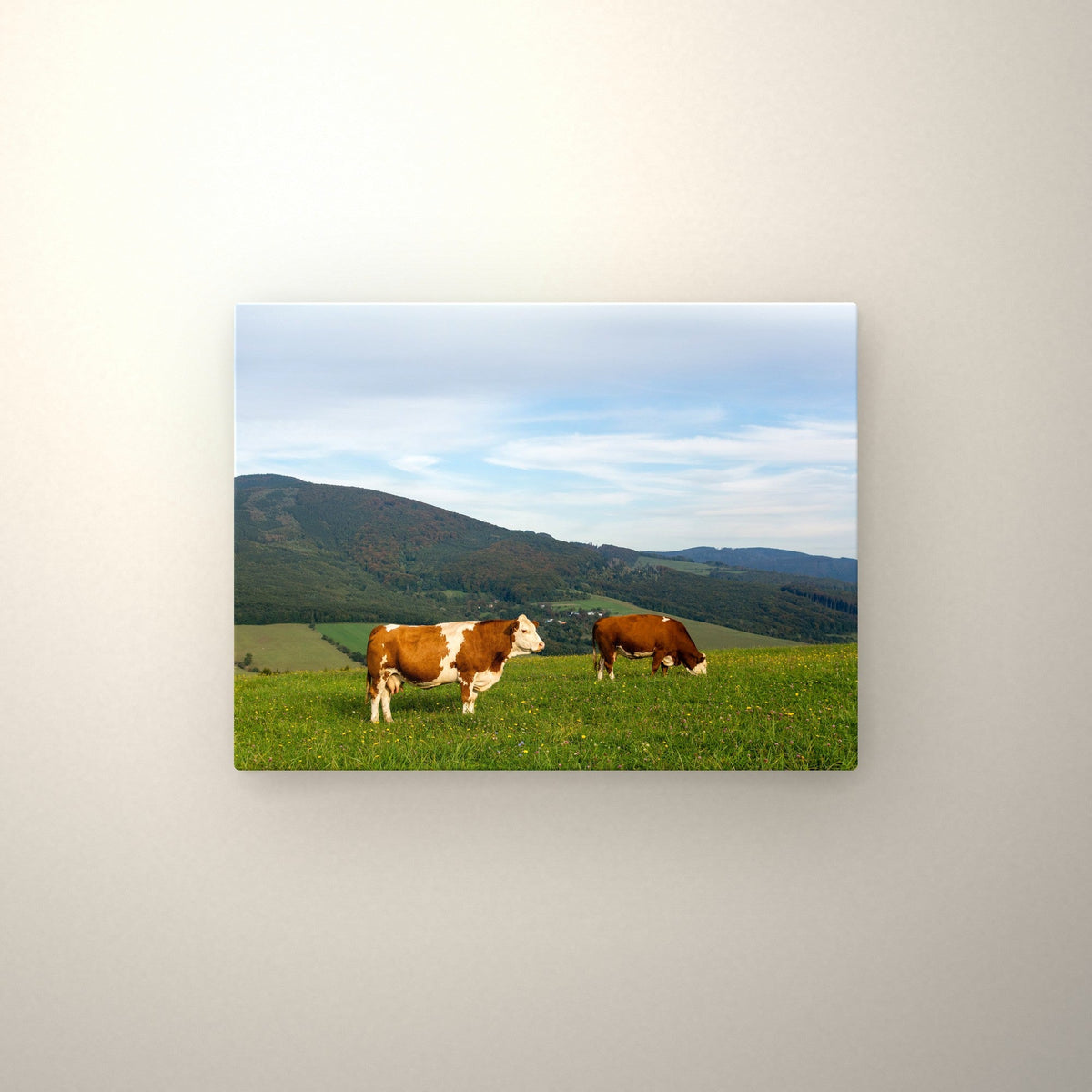 Poster métallique Vaches Simmental — accroché au mur