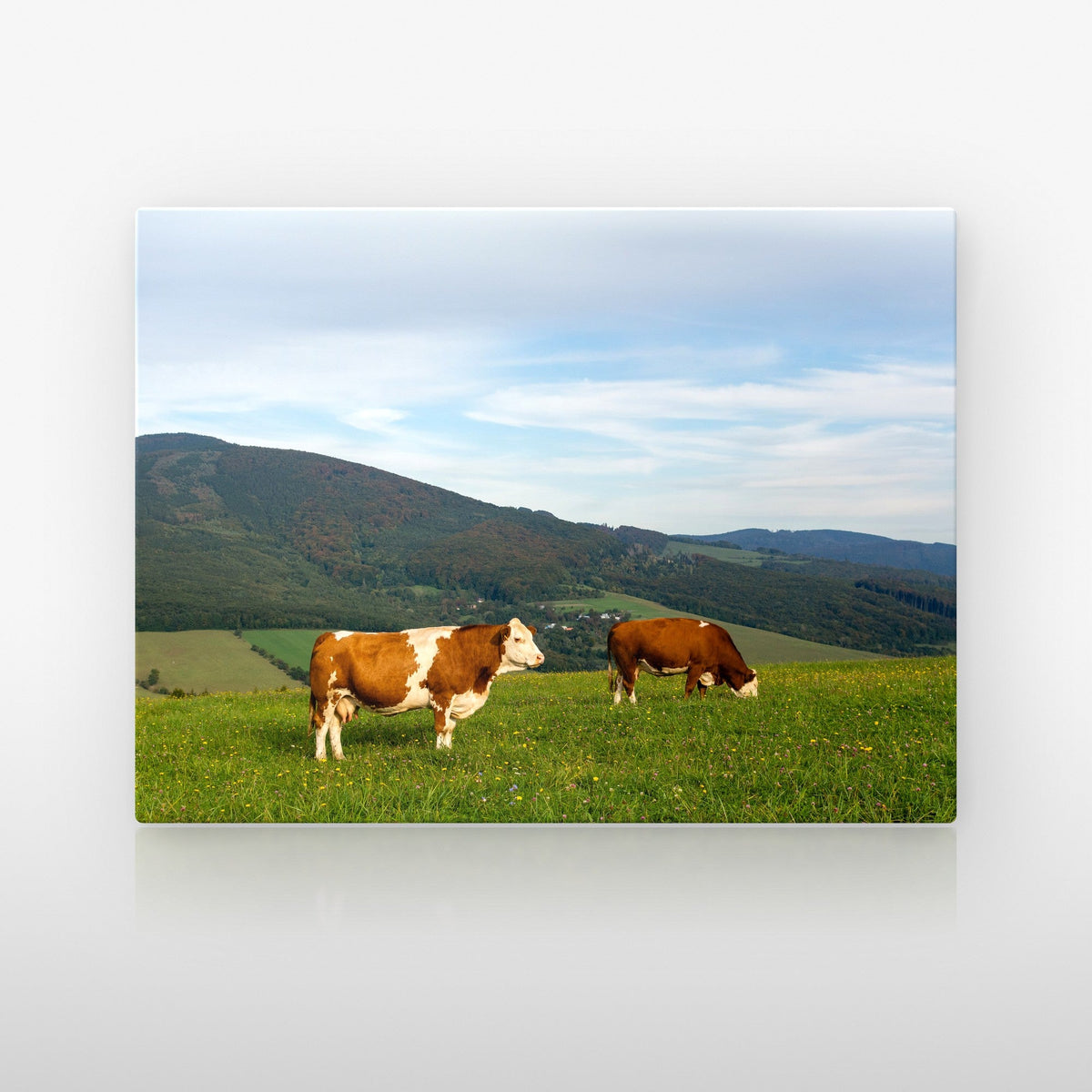 Poster métallique Vaches Simmental — plaque sur fond neutre