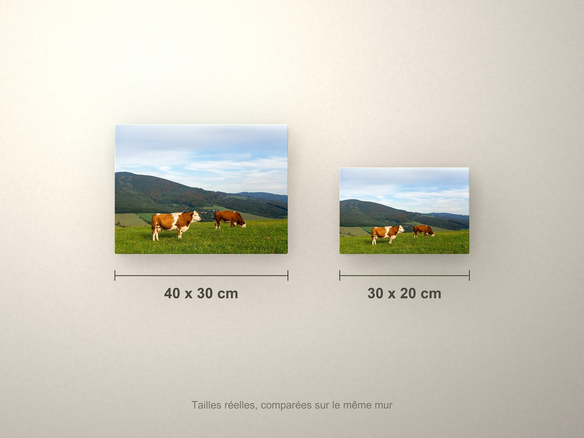 Poster métallique Vaches Simmental — formats 40x30 et 30x20 cm comparés
