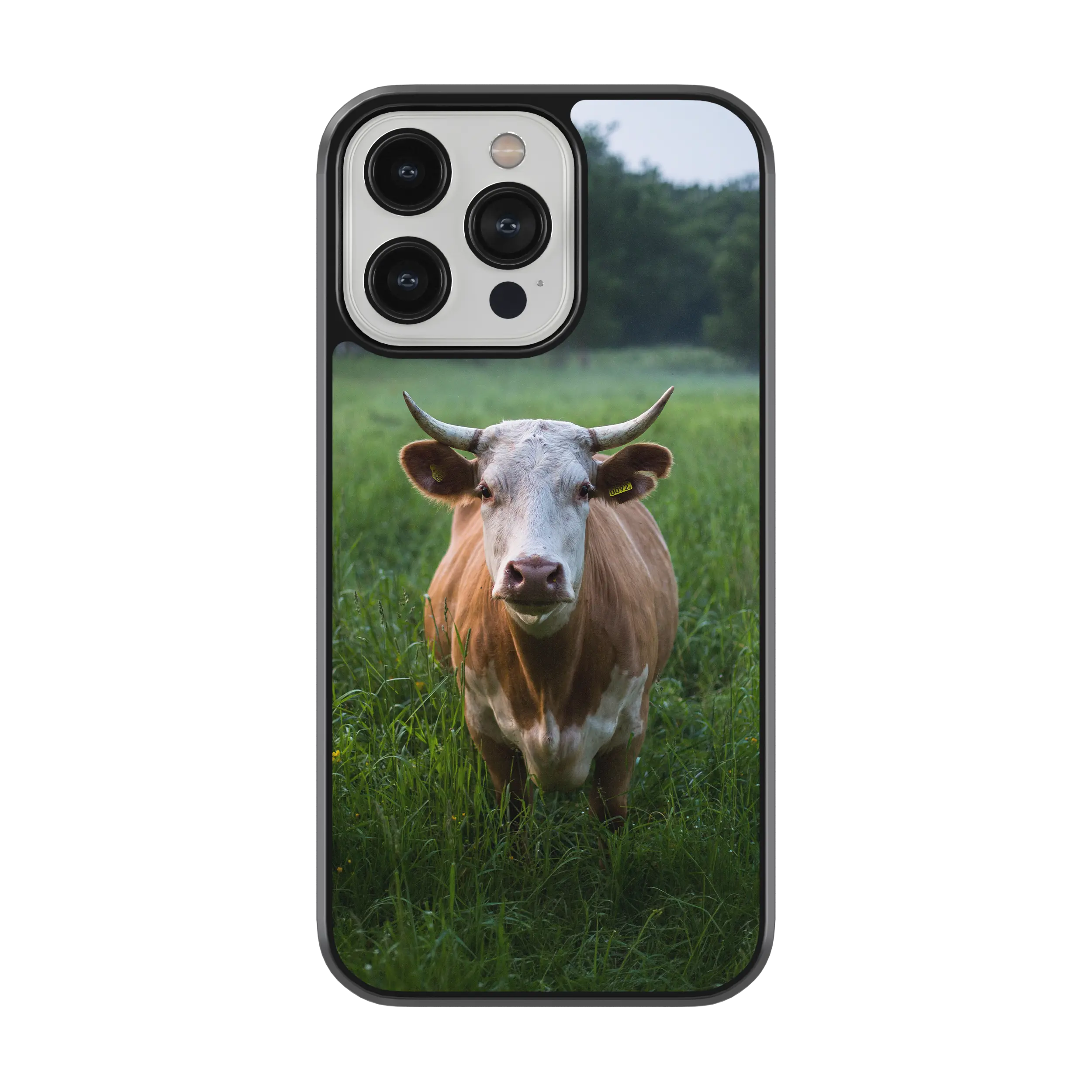 Coque - Aubrac