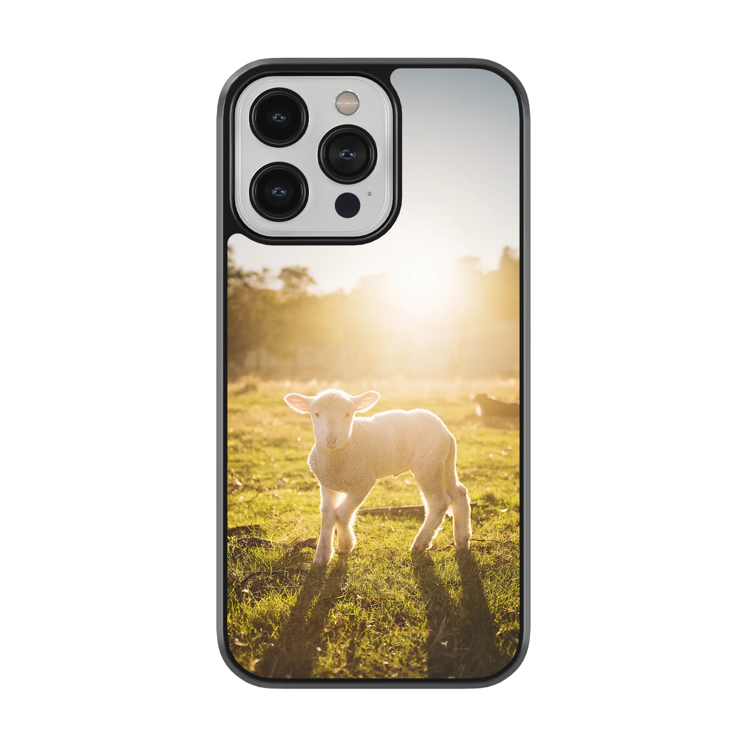 Coque - Agneau