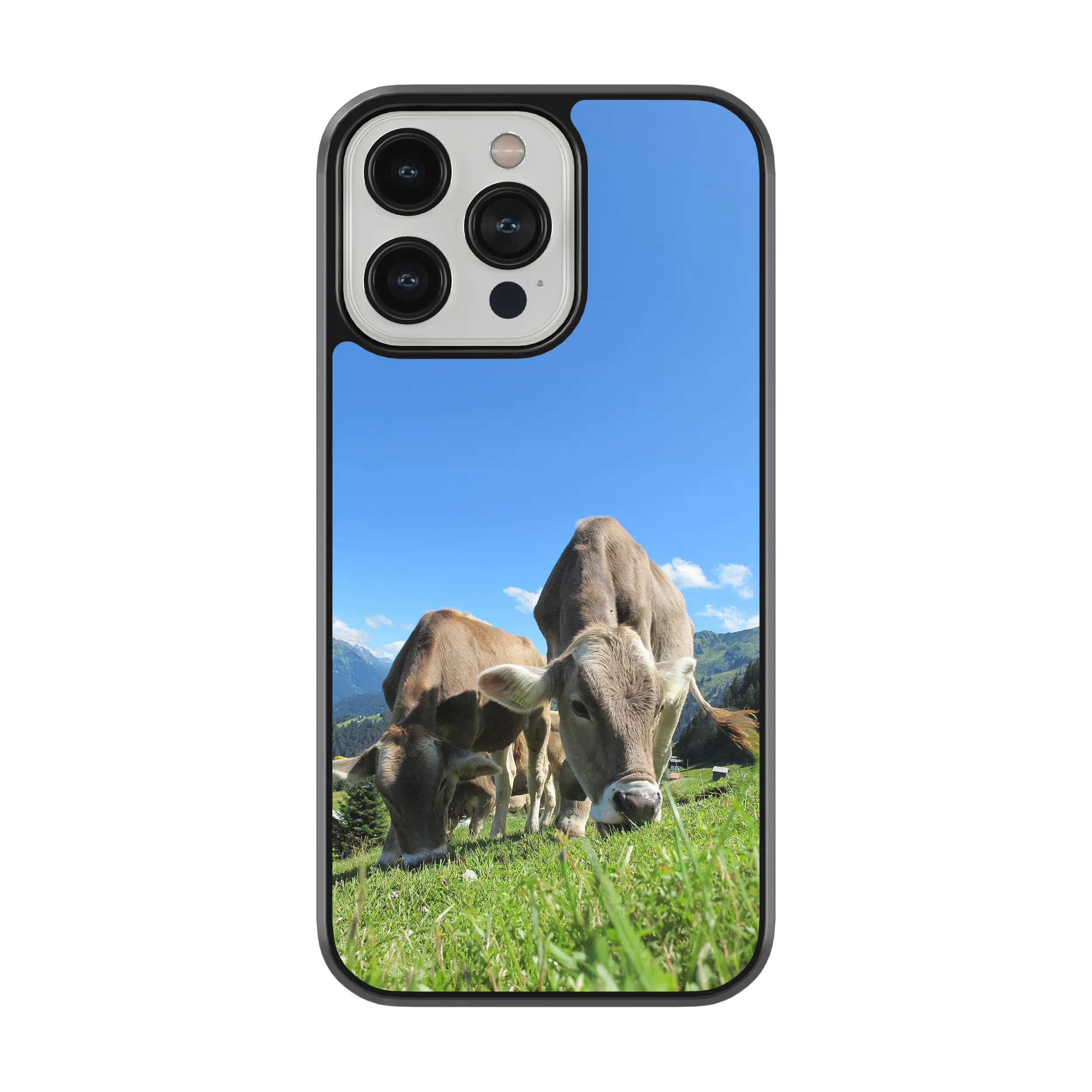 Coque - Brunes des Alpes