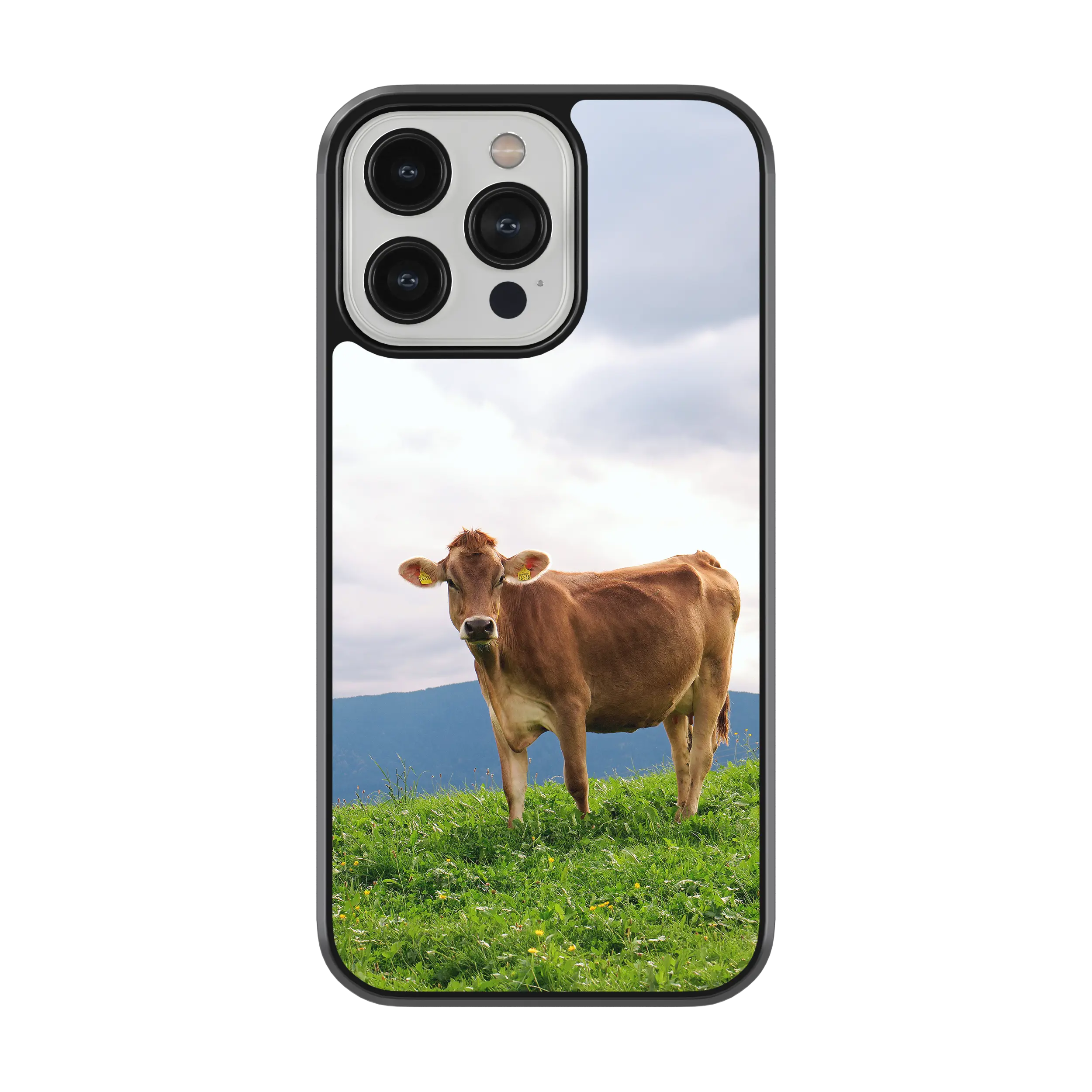 Coque - Brunes des Alpes