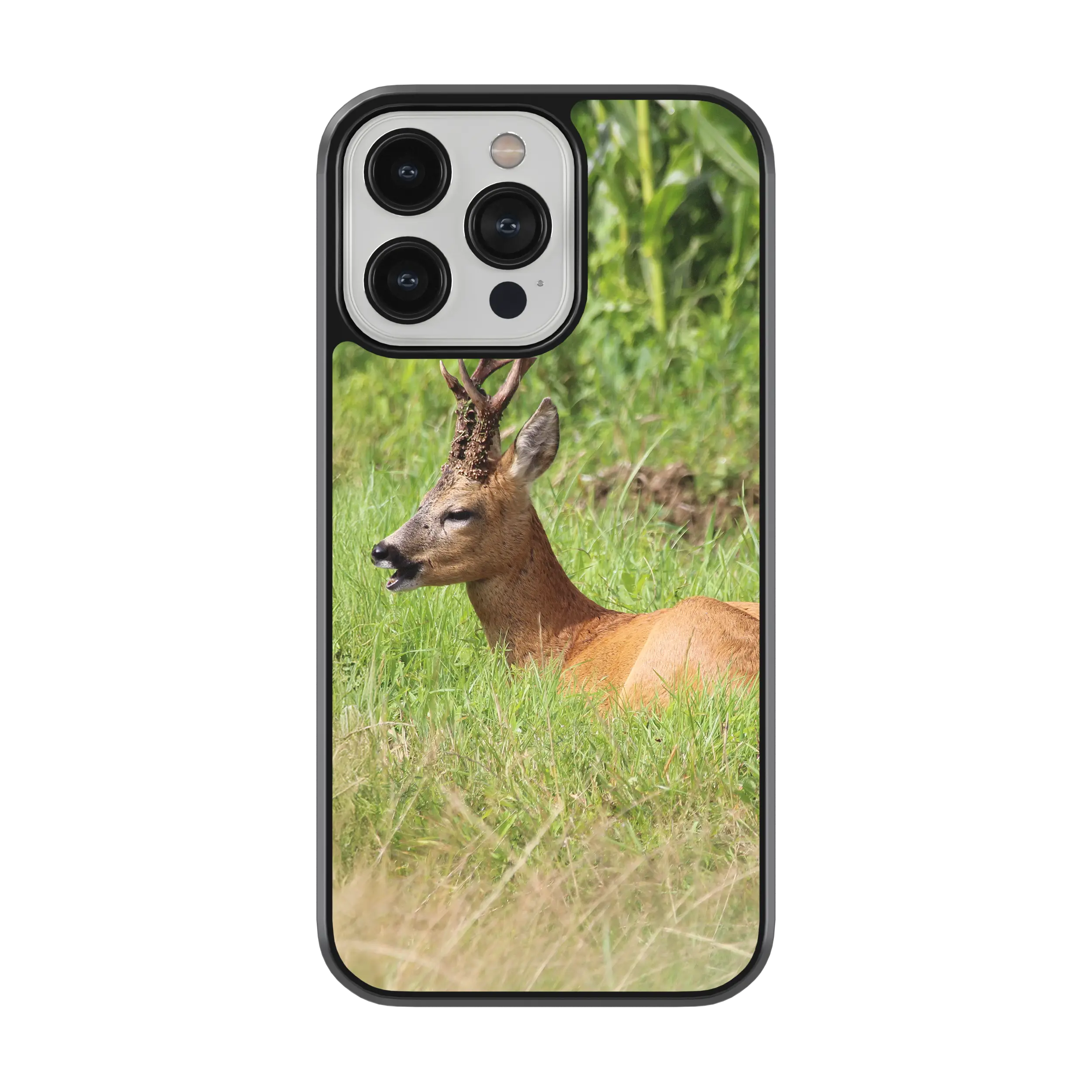 Coque Chevreuil allongé