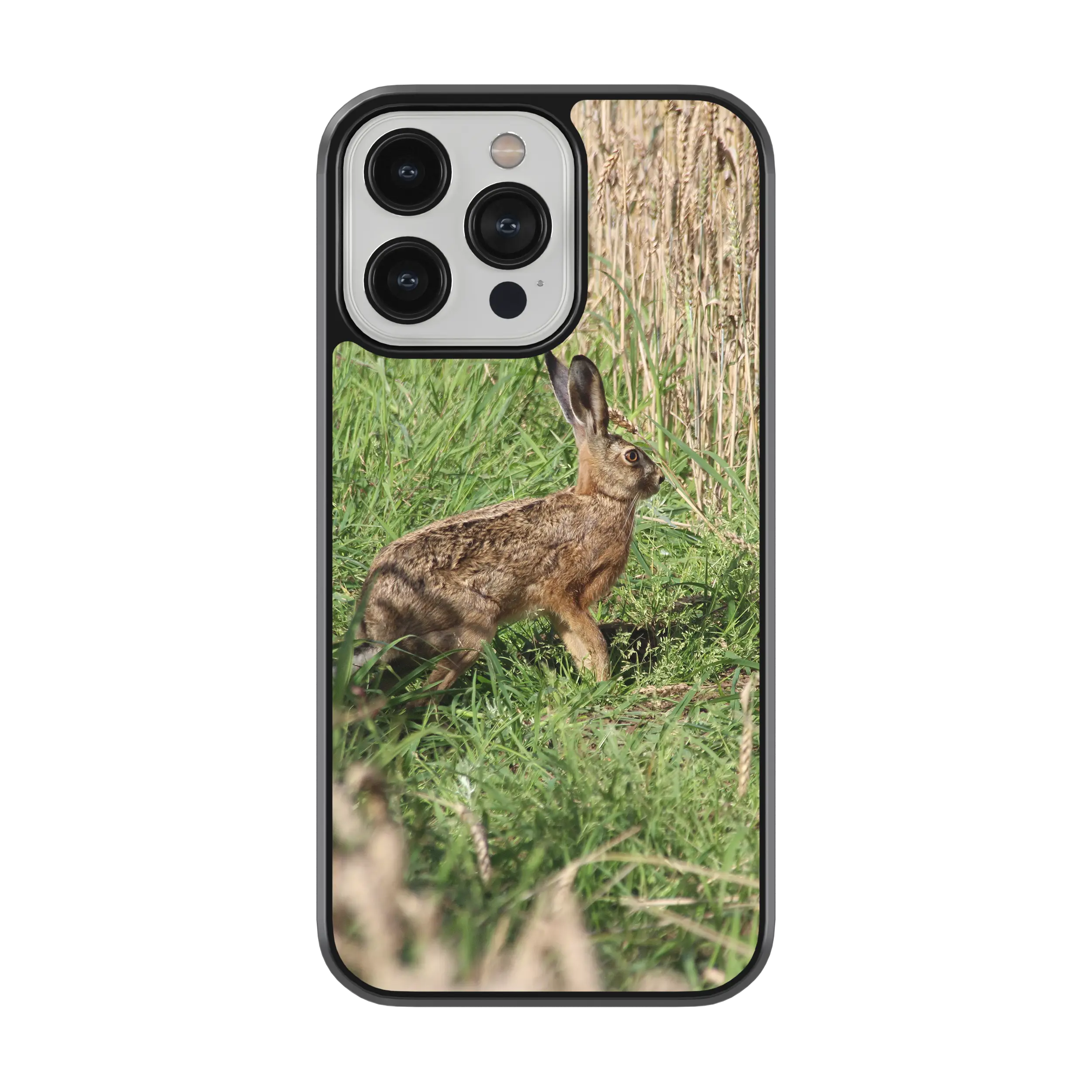 Coque lièvre
