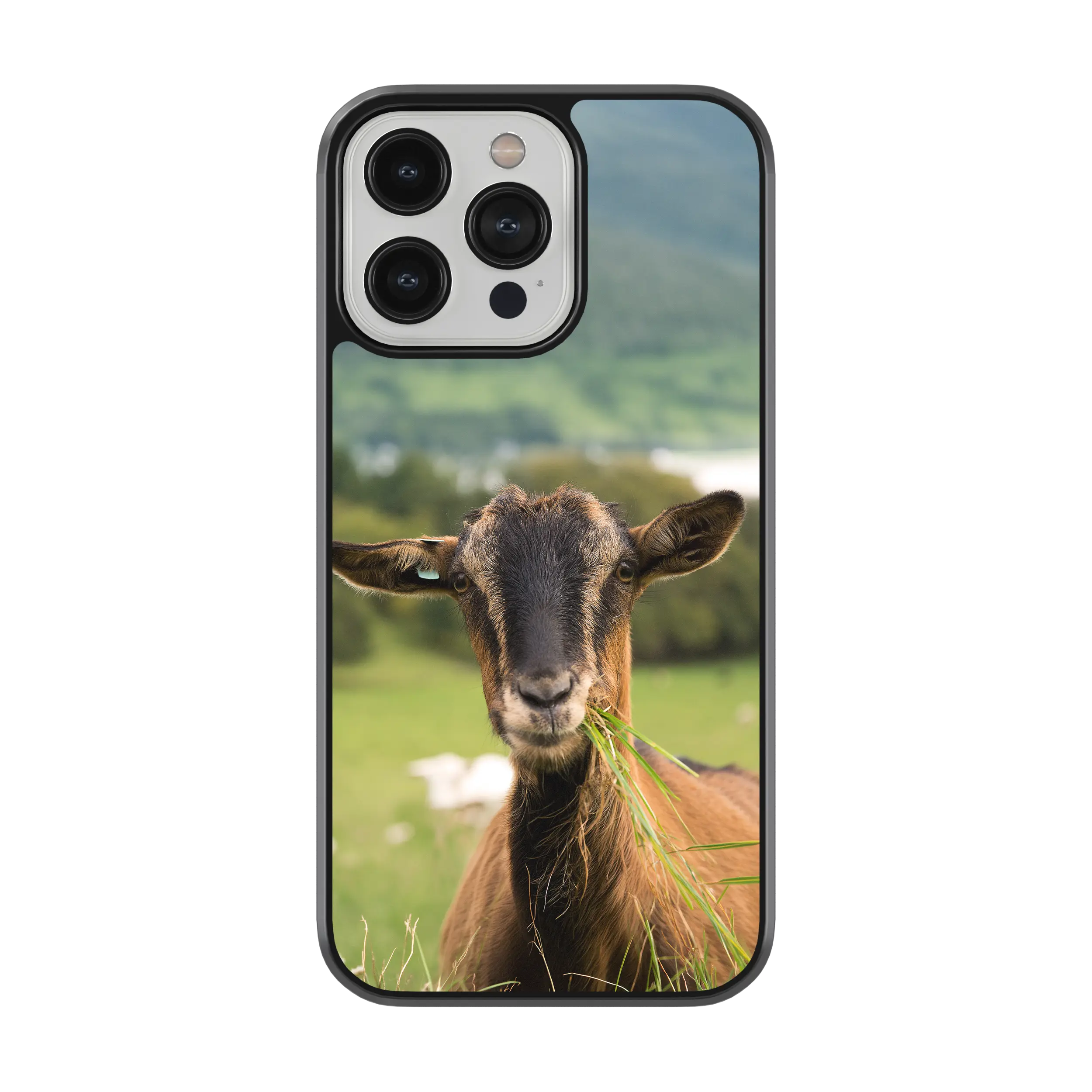 Coque - Chèvre