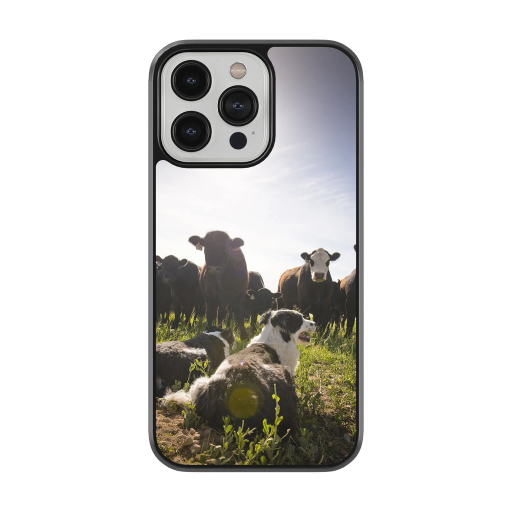 Coque - Chiens & Vaches