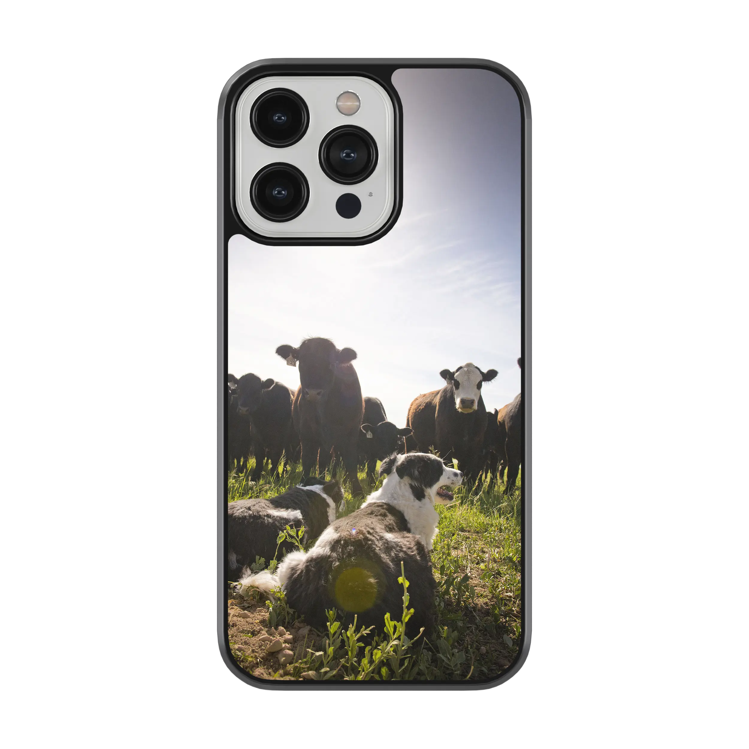 Coque - Chiens & Vaches