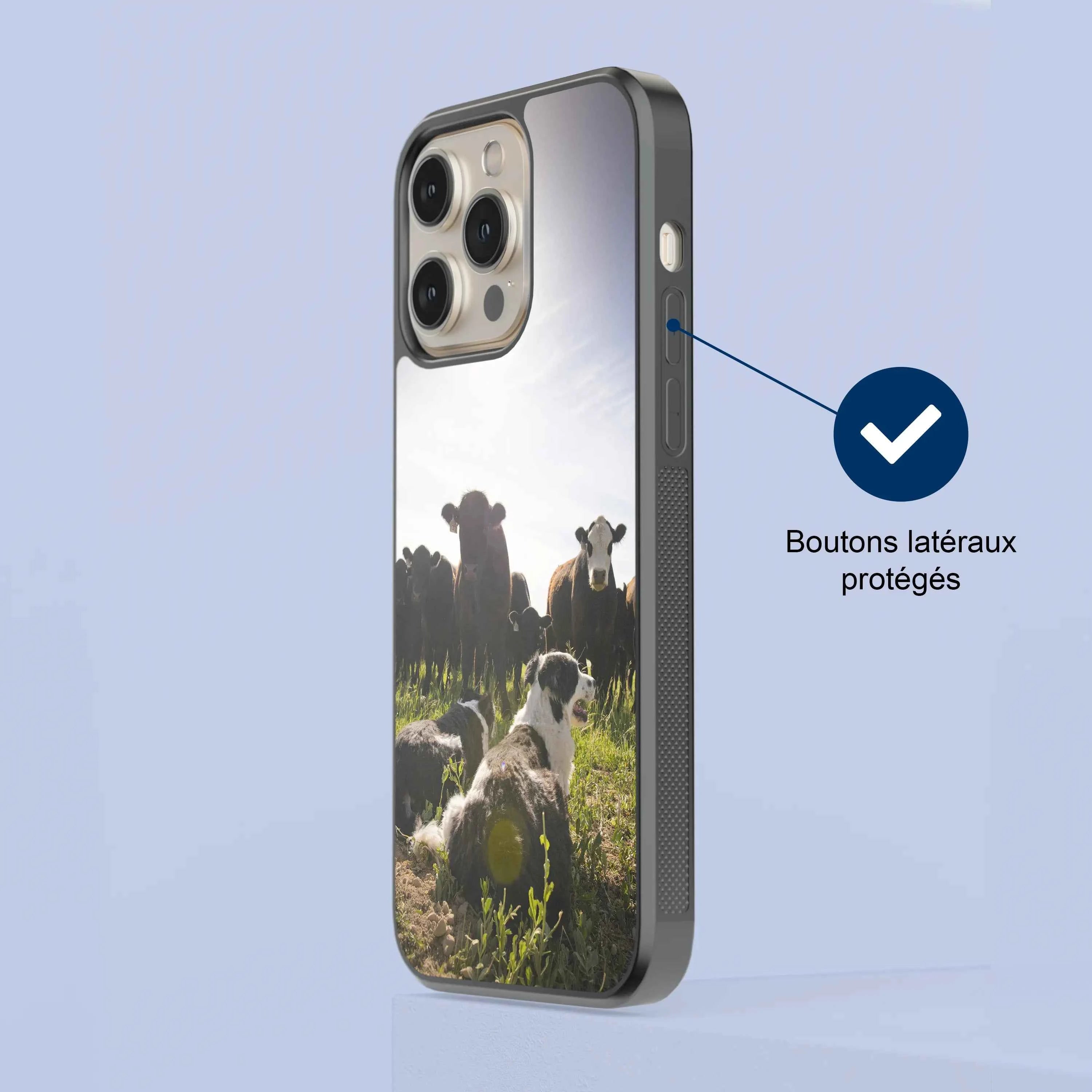 Coque - Chiens & Vaches