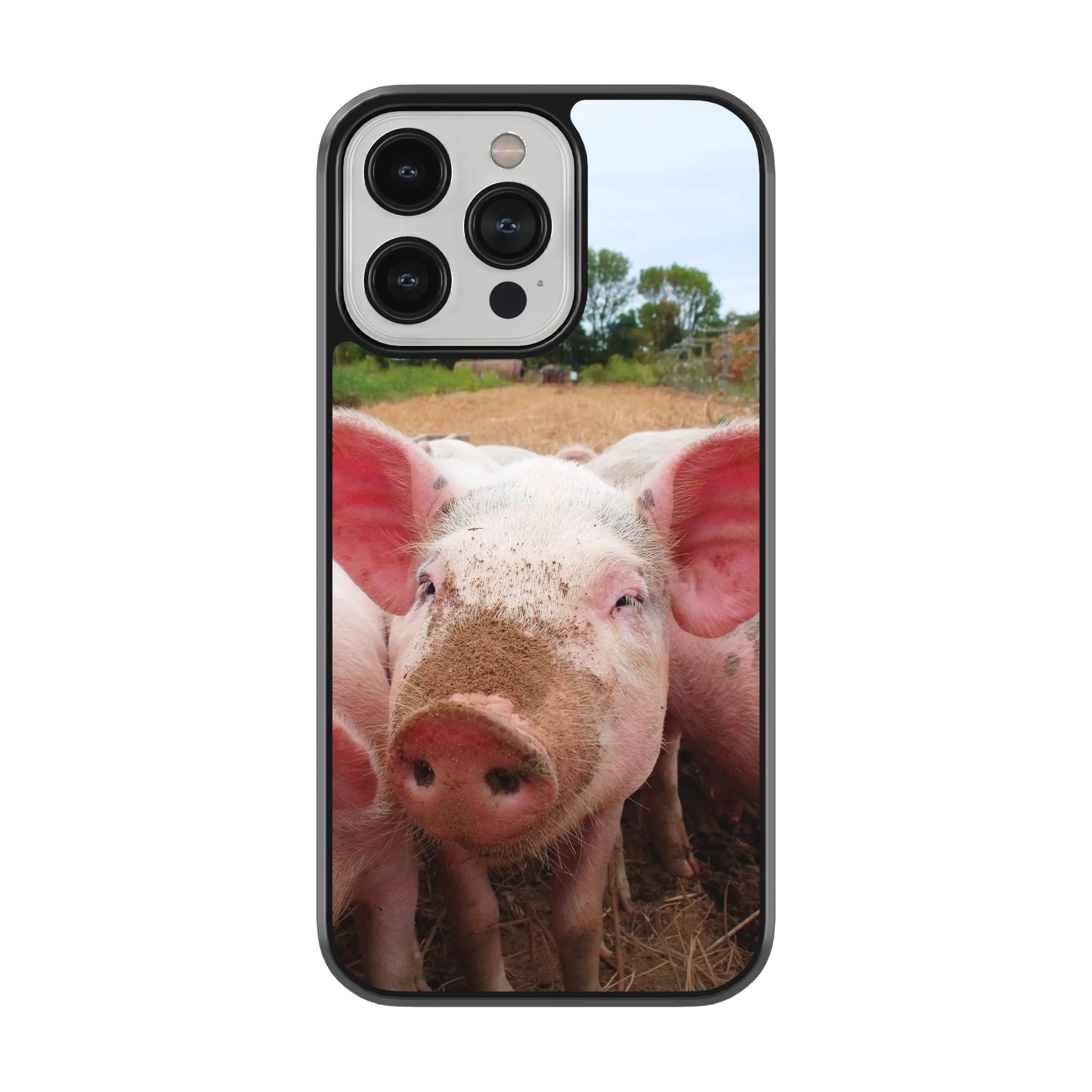 Coque - Cochon