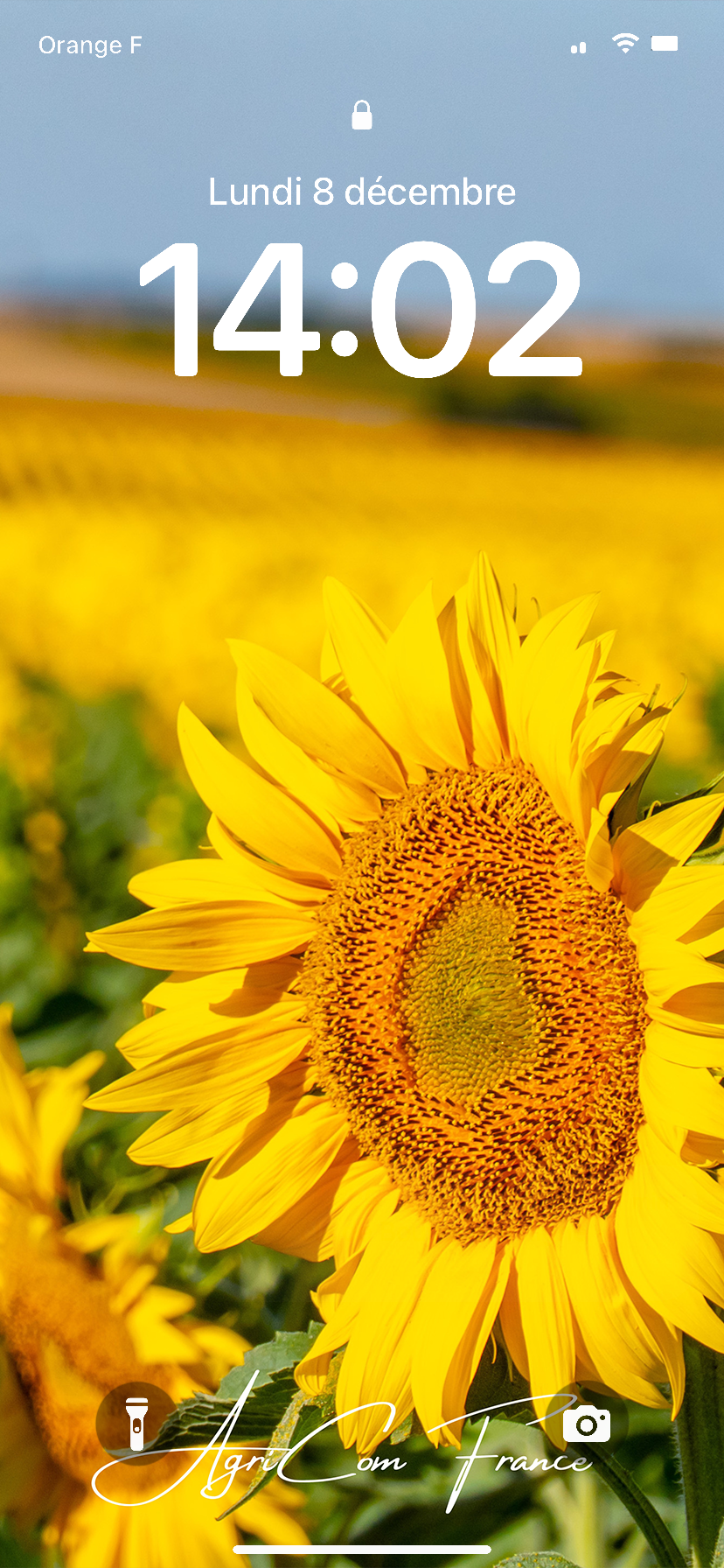 Fond D'écran ~ AGF Tournesol