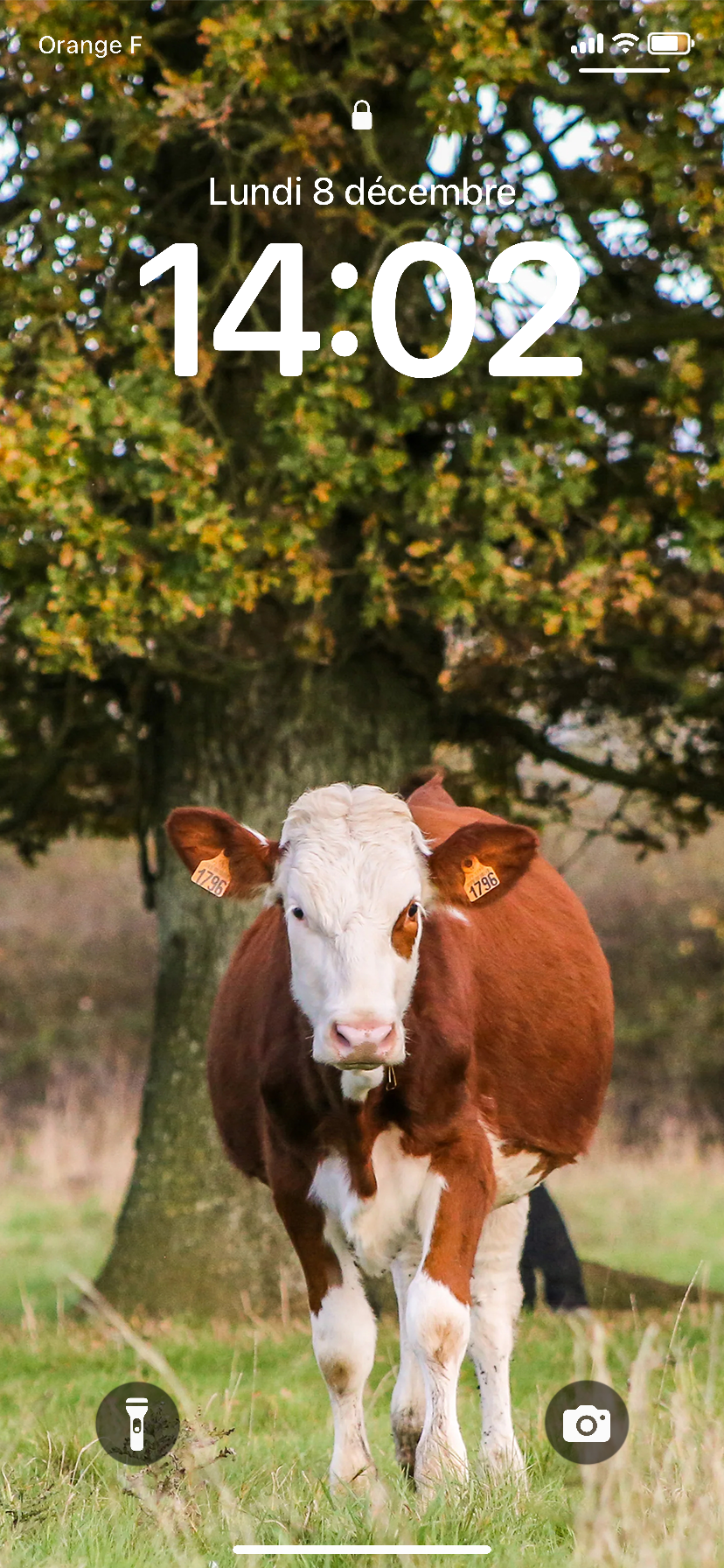 Fond D'écran ~ Vache