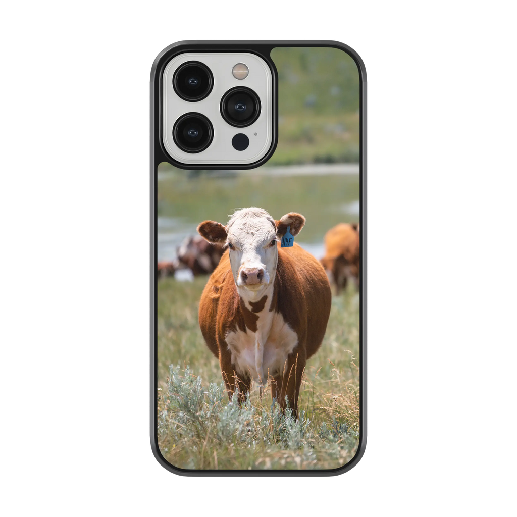 Coque - Hereford