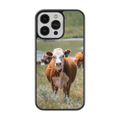 Coque - Hereford