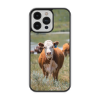 Coque - Hereford