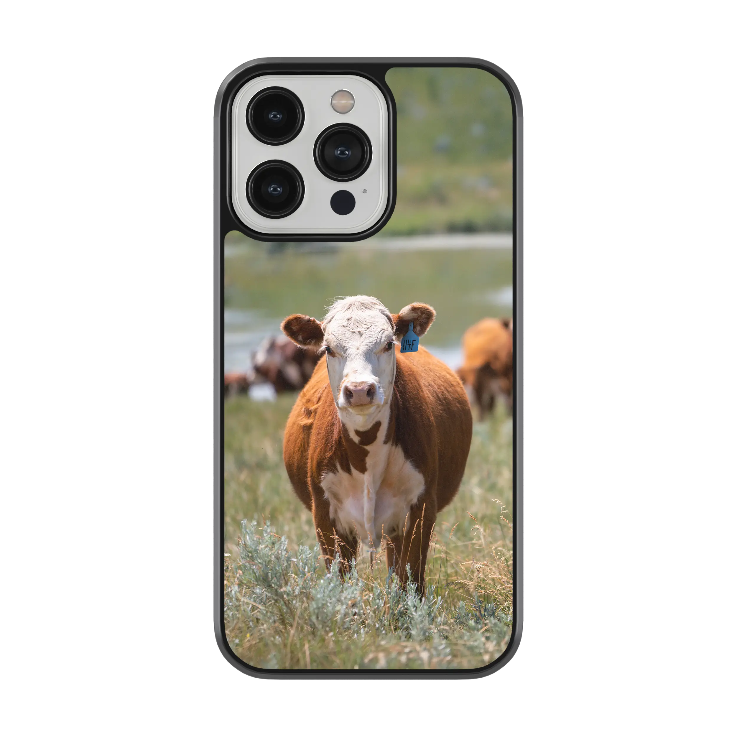 Coque - Hereford