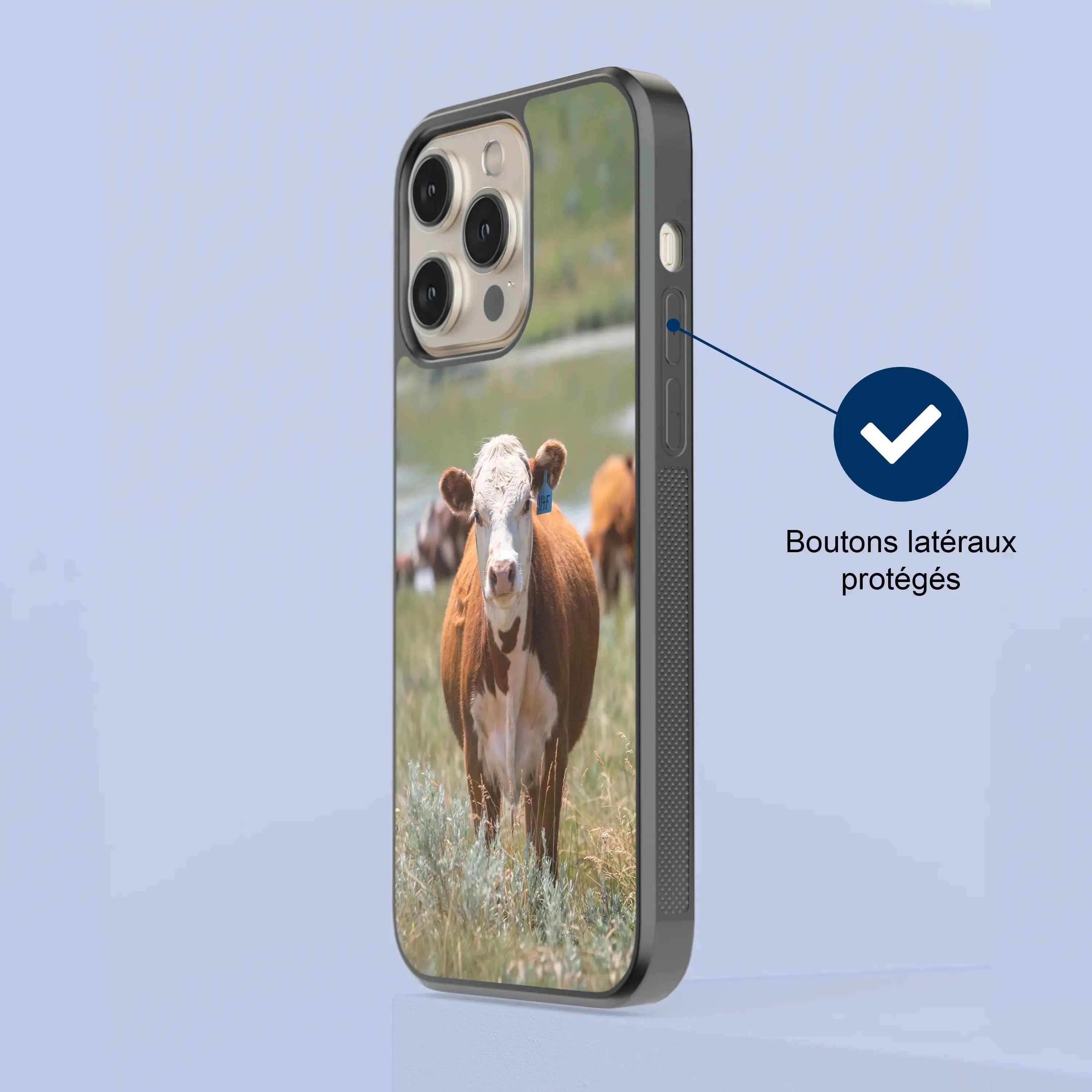 Coque - Hereford