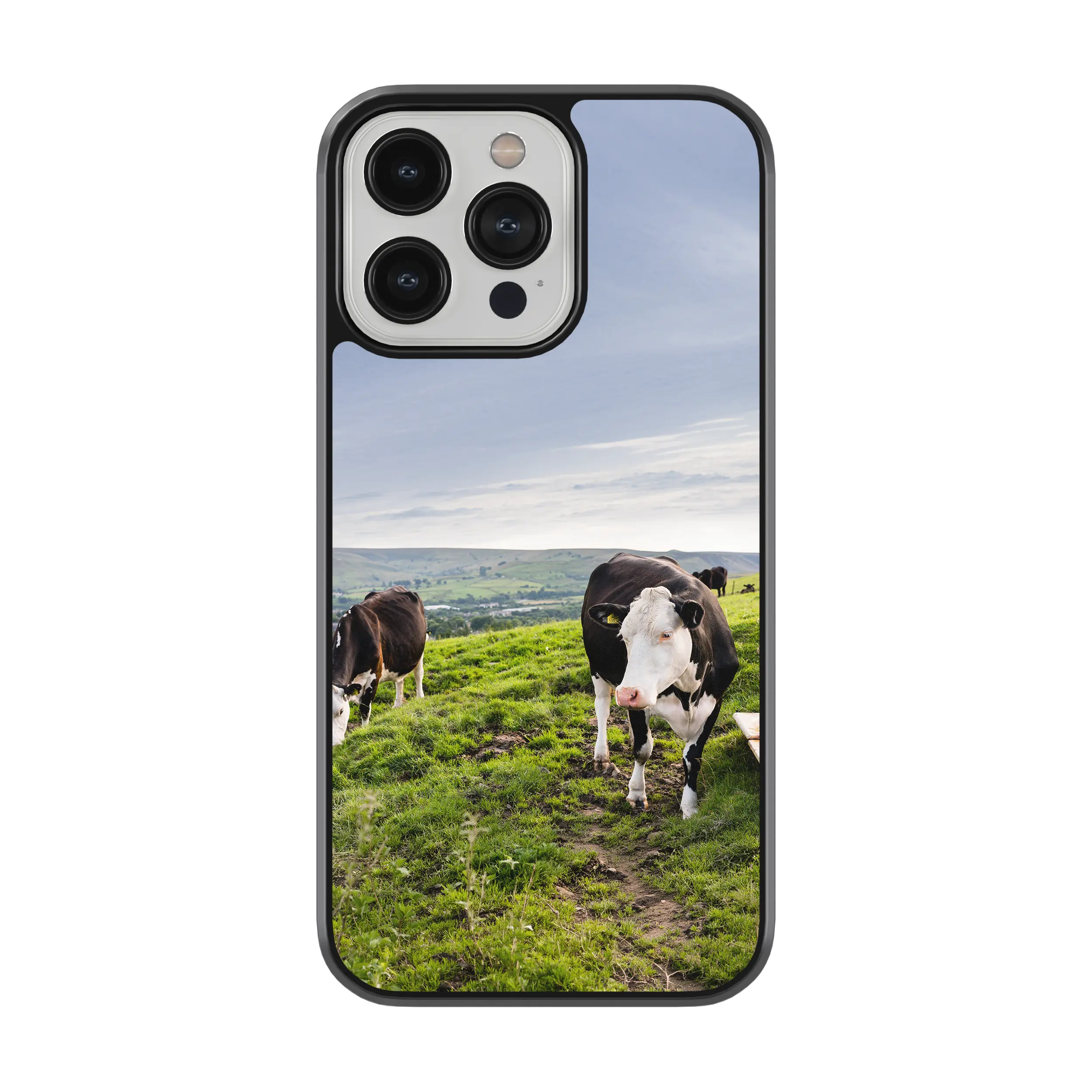 Coque - vaches Prim Holstein
