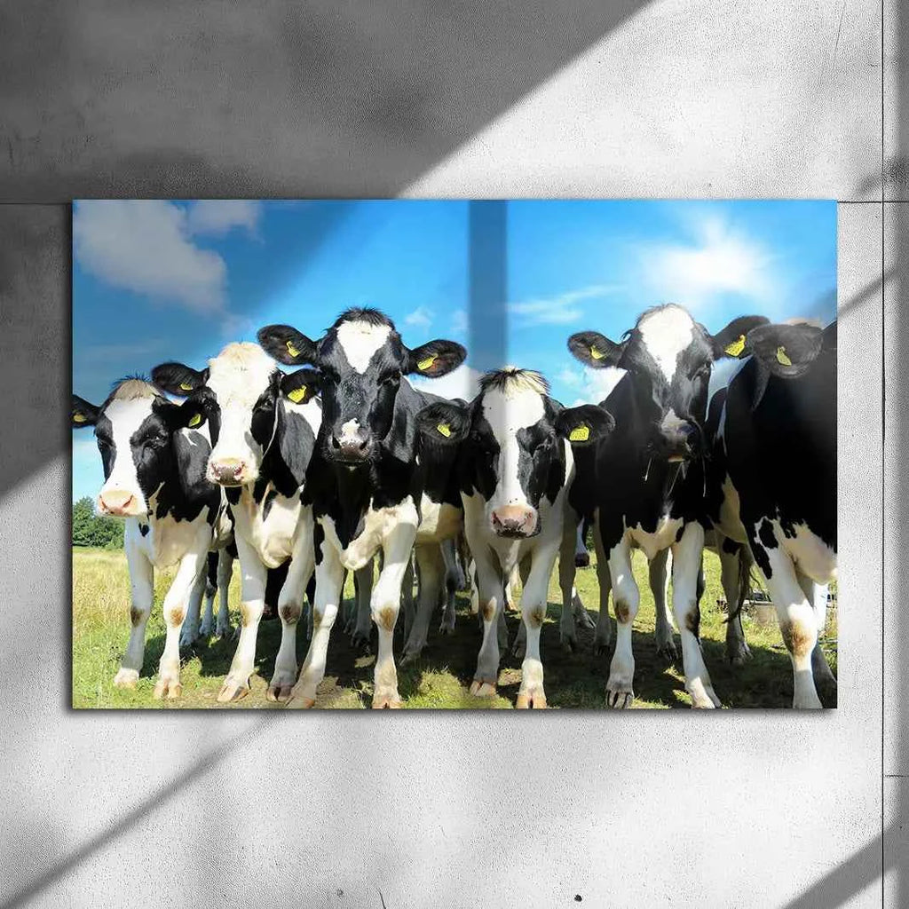 Poster métallique - Vaches Prim'Holstein