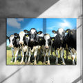 Poster métallique - Vaches Prim'Holstein