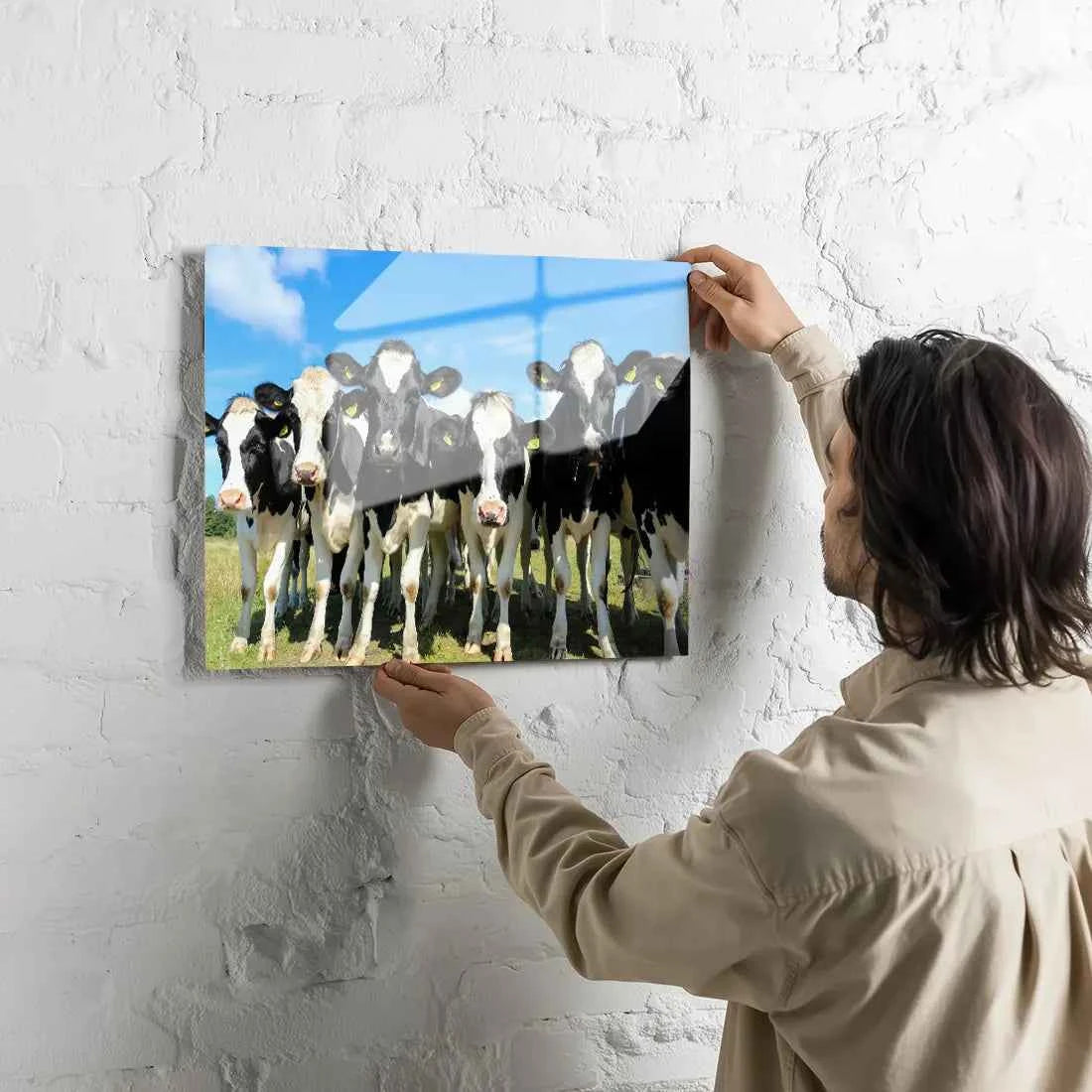 Poster métallique - Vaches Prim'Holstein