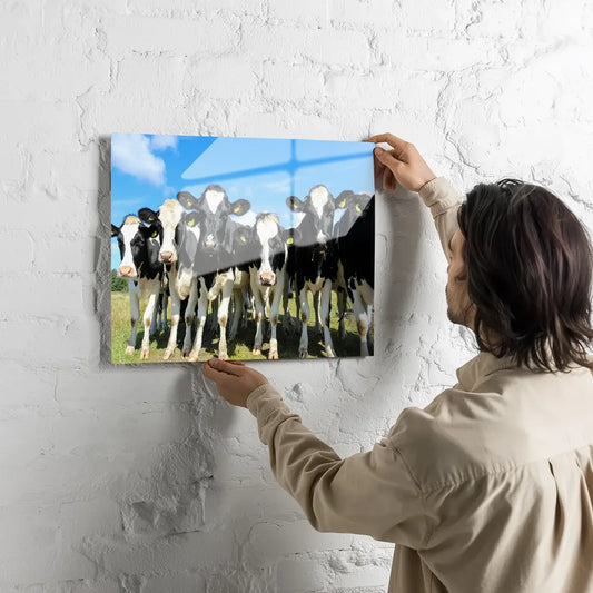 Poster métallique - Vaches Prim'Holstein