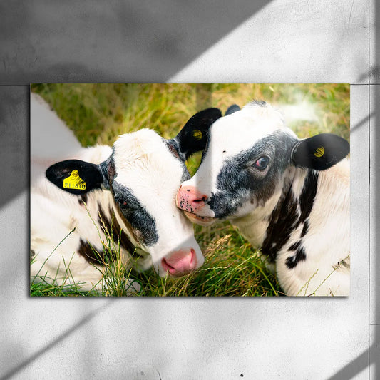 Poster métallique - Veaux Prim'Holstein