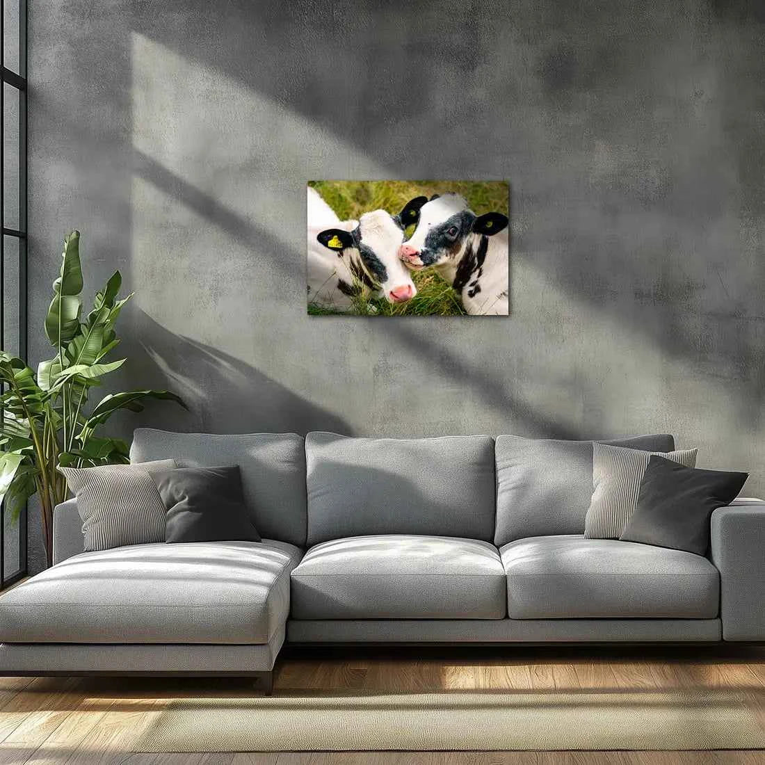 Poster métallique - Veaux Prim'Holstein