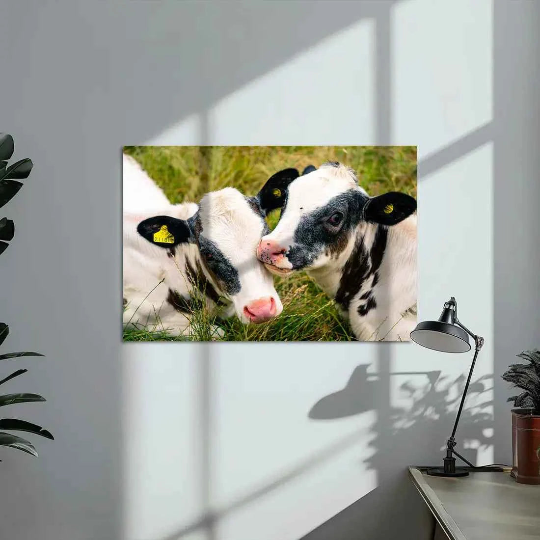 Poster métallique - Veaux Prim'Holstein