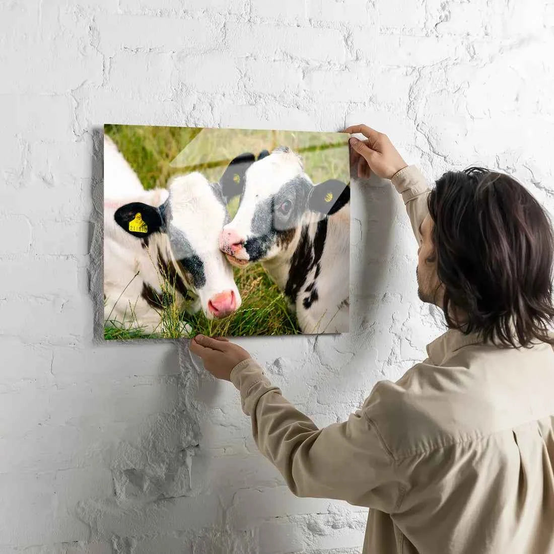 Poster métallique - Veaux Prim'Holstein