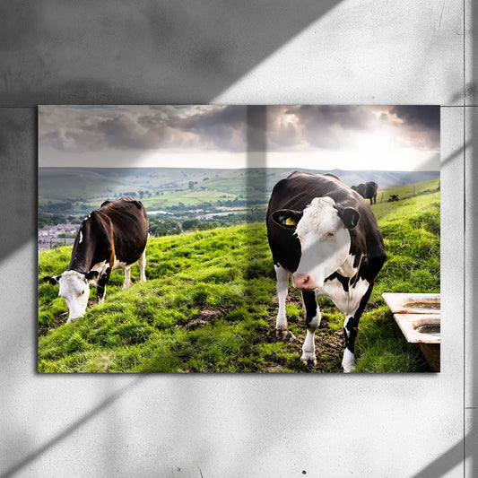 Poster métallique - Vaches Prim'Holstein