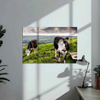 Poster métallique - Vaches Prim'Holstein