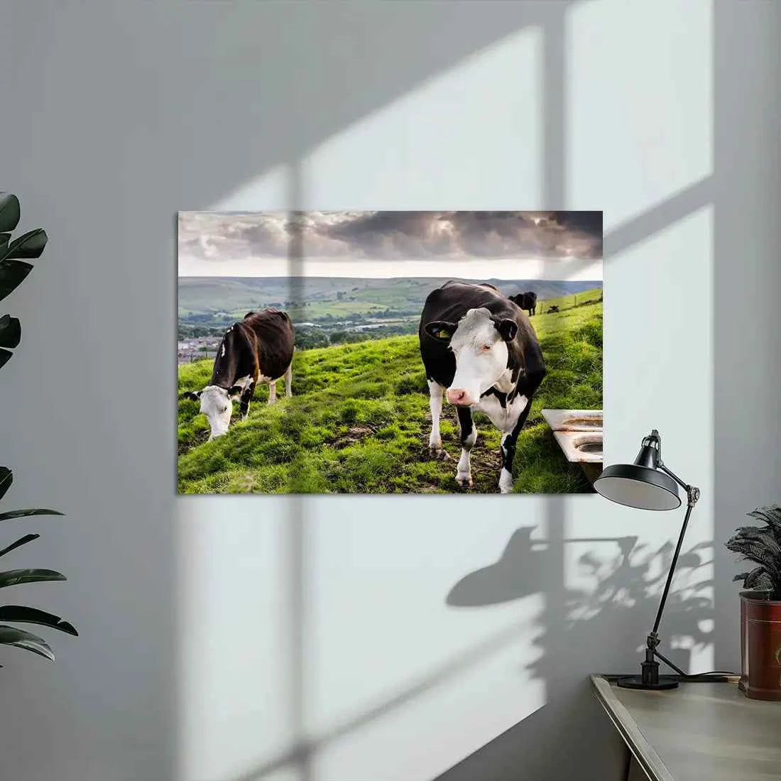 Poster métallique - Vaches Prim'Holstein