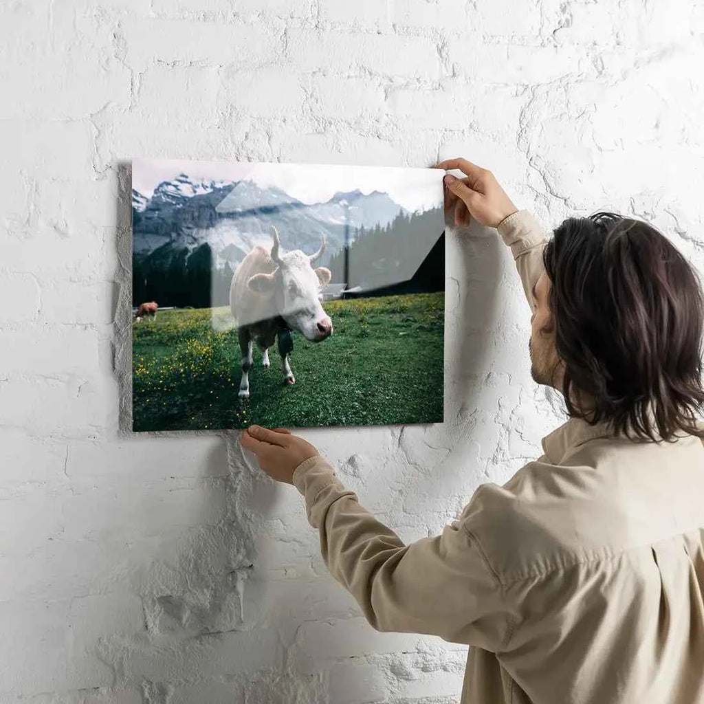 Poster métallique - Vache Simmental