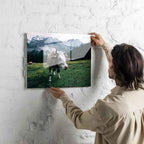Poster métallique - Vache Simmental