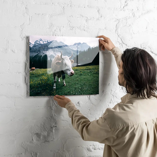 Poster métallique - Vache Simmental