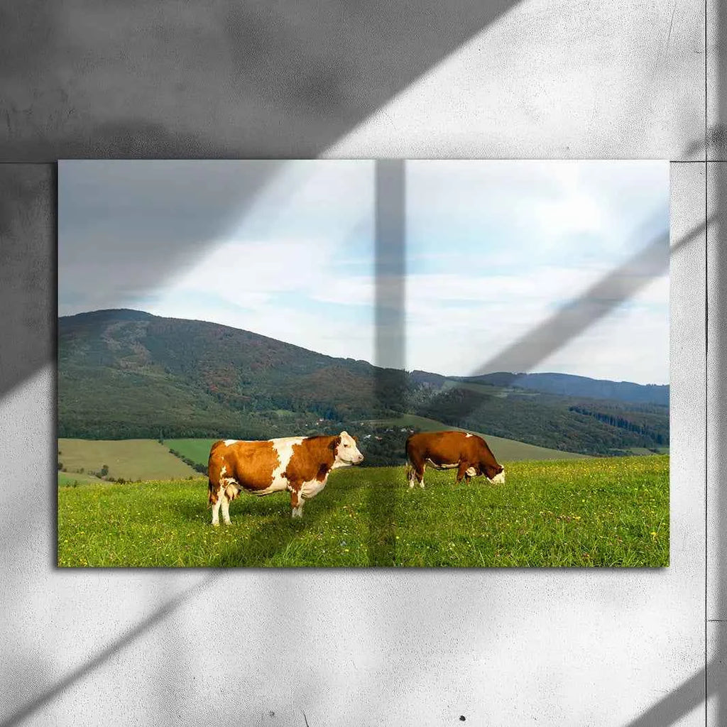 Poster métallique - Vaches Simmental
