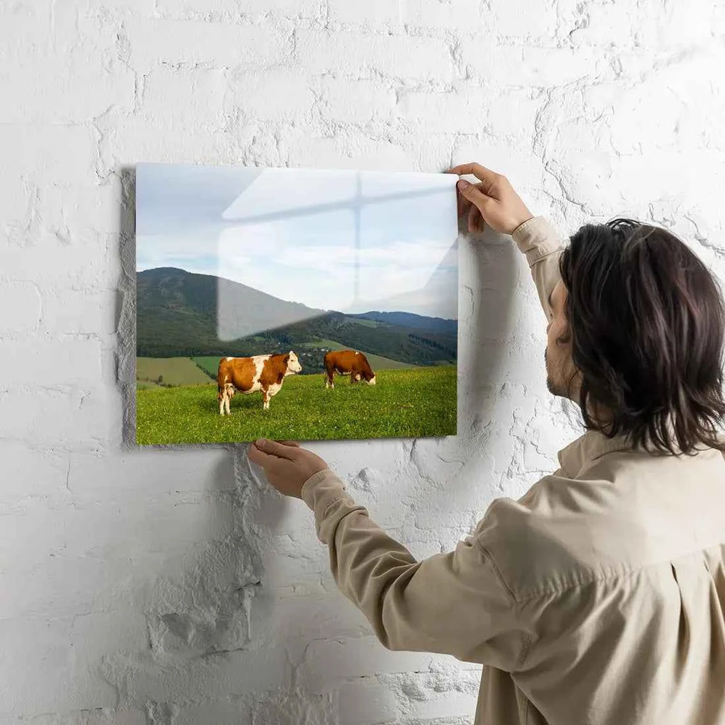 Poster métallique - Vaches Simmental